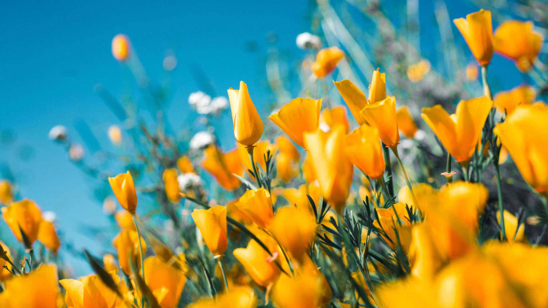 Blog_Garden